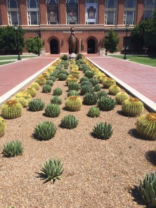 Cactus Garden at the Arizona State Museum